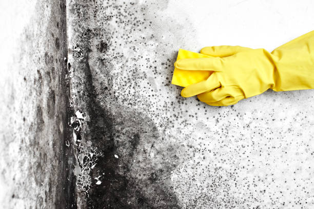 Best Toxic Mold Removal  in Newkirk, OK