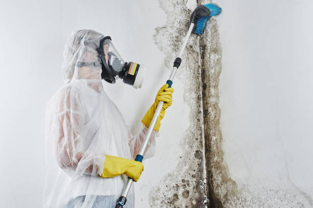 Best Certified Mold Removal  in Newkirk, OK