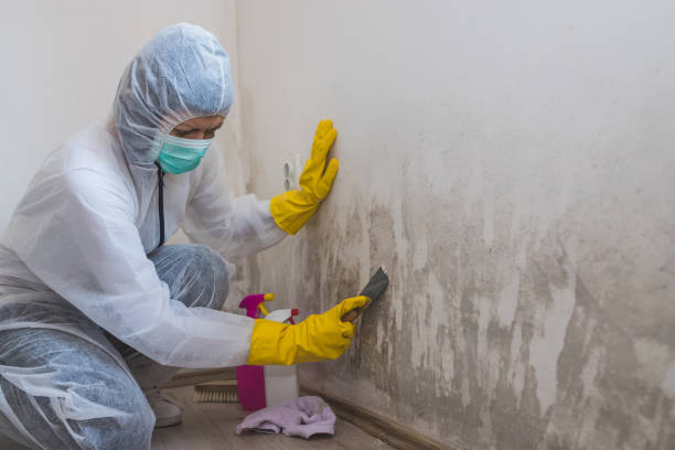 Best Attic Mold Removal  in Newkirk, OK