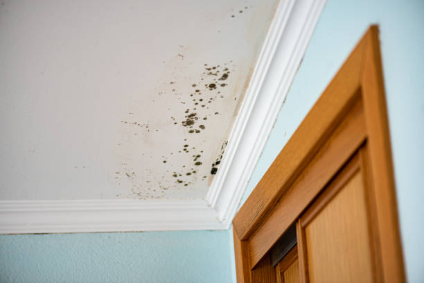 Best Professional Mold Removal  in Newkirk, OK