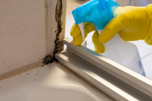 Best Black Mold Removal  in Newkirk, OK