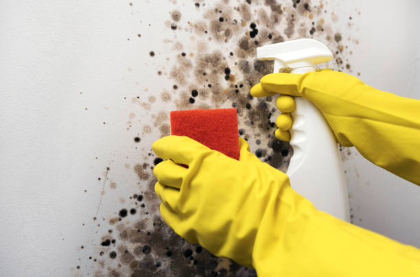 Professional Mold Removal in Newkirk, OK