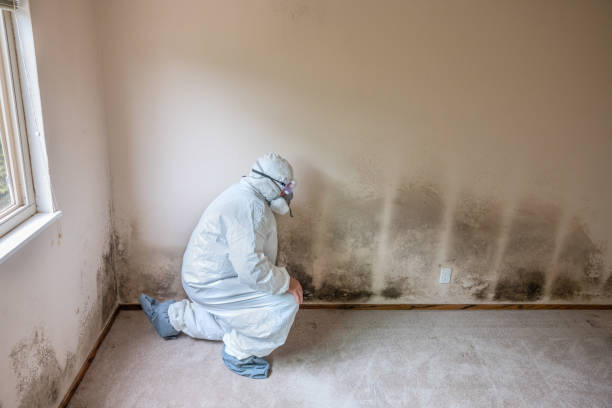 Mold Removal Process in Newkirk, OK