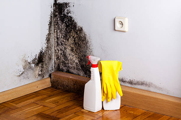 Best Mold Removal Company Near Me  in Newkirk, OK