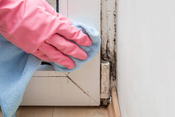 Best Mold Damage Repair  in Newkirk, OK