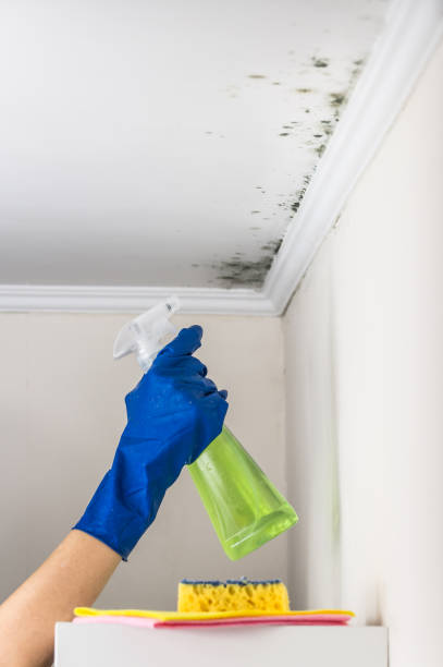 Best Black Mold Removal  in Newkirk, OK