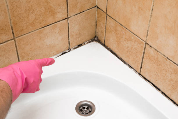 Best Emergency Mold Removal  in Newkirk, OK